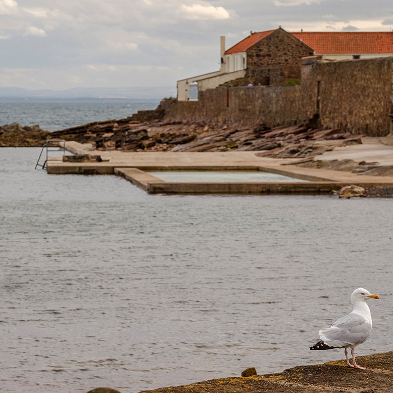 Scottish-seaside-saunas-Cellardyke-05 A seagull stands on a rocky shore in front of a calm body of water, with stone buildings and a swimming pool along the coastline in the background under a cloudy sky.